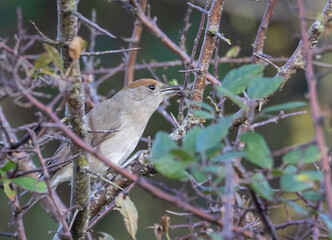 Different birds with their feeding routines, observation, perched, etc. in these winter days