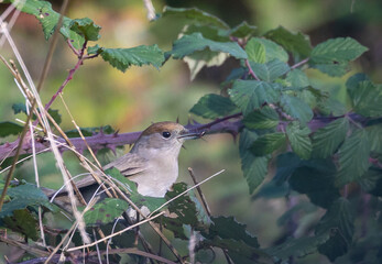 Different birds with their feeding routines, observation, perched, etc. in these winter days