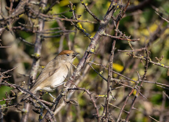 Different birds with their feeding routines, observation, perched, etc. in these winter days