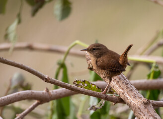 Different birds with their feeding routines, observation, perched, etc. in these winter days