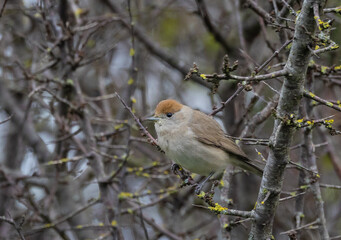 Different birds with their feeding routines, observation, perched, etc. in these winter days