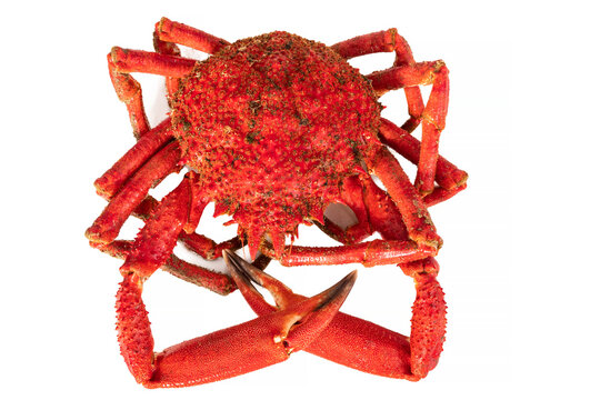 male spider crab isolated on white background, seafood
