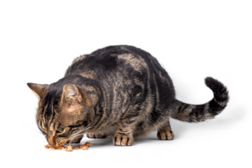 cat eating, png file