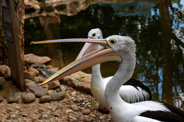 Australian Pelican (Pelecanus conspicillatus)