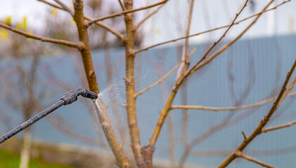 man processes trees in the garden. selective focus.