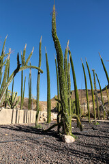 Alluaudia procera cactus plant in the garden