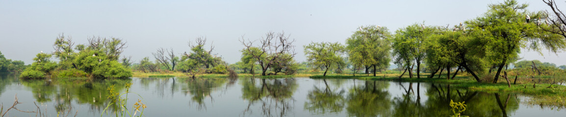 Panoramic view of  a lake with beautiful reflection of trees at Keoladeo Ghana National Park, Bharatpur, India