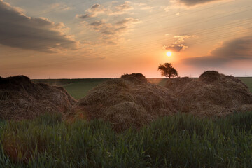 tree at sunrise 