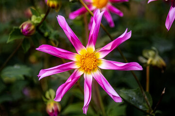 Blume auf Wiese