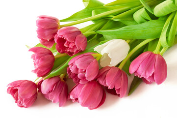 Beautiful romantic bouquet of purple tulips isolated on white background. Lots of tulips, large bouquet. Copy space. Space for text.