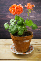 Hot Pink Geranium Pelargonium Flowers, blooming colorful Fish Geranium (Zonal Geranium,House Geranium,Horseshoe Geranium)