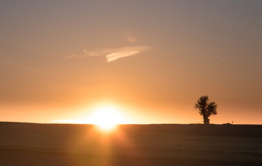 Fototapeta na wymiar lonely tree at dawn 