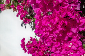 Pink bougainvillea flowers on white wall background on sunny day