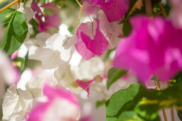 Pink and white bougainvillea flowers closeup. Miss universe