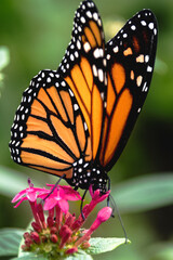 Schmetterling auf grünem Blatt