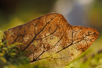 Structure of a decomposing leaf in autumn colors