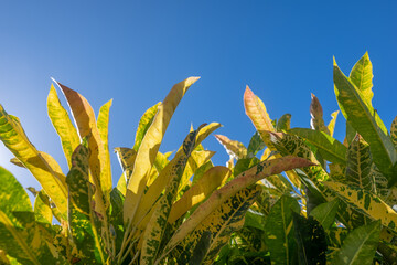 Croton leaves on blue sky background. Colorful foliage of yellow iceton croton © amovitania