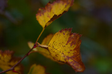 Falltime colors at cloudy weather