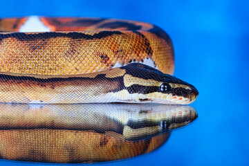 close up of a python