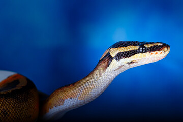 close up of a python