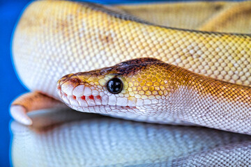 close up of a phyton