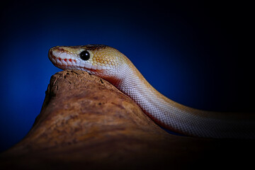 close up of a python