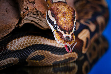 close up of a python