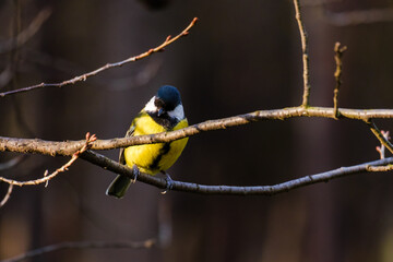 Titmouse bird, small wildlife birds, at public park