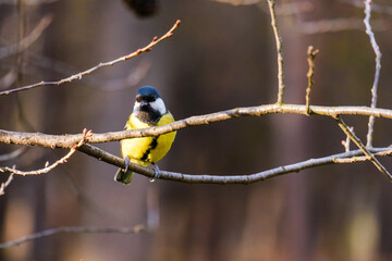 Titmouse bird, small wildlife birds, at public park