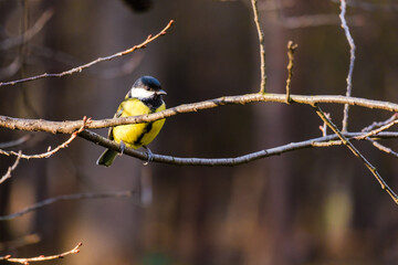 Titmouse bird, small wildlife birds, at public park
