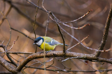 Titmouse bird, small wildlife birds, at public park