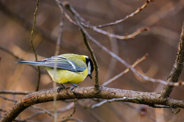 Titmouse bird, small wildlife birds, at public park