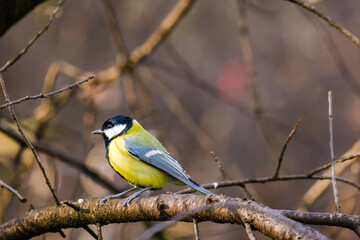 Titmouse bird, small wildlife birds, at public park