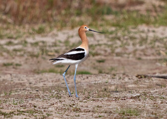 American Avocet nicely posing in a sandy area with sprouting green vegetation in Cherry Creek State Park, Colorado.