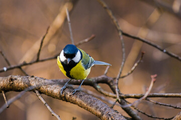 Titmouse bird, small wildlife birds, at public park