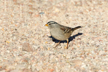 Sparrow resting in the sand