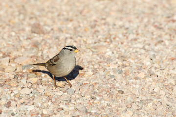 Sparrow resting in the sand
