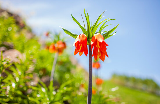 Fritillaria imperialis or Reverse tulip, a plant species often found in cold climates. Tunceli in Turkey in a natural way, Afshar, Sirnak, Erzurum, are grown in Adiyaman and Hakkari.