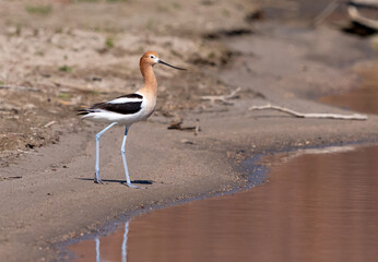 American Avocet approaching the shoreline of a lake with calm, reddish reflective waters.