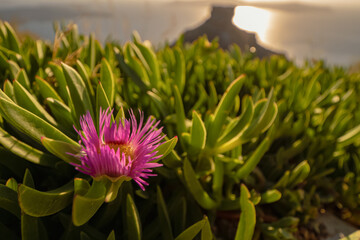 Pink flower in a Santorini scape