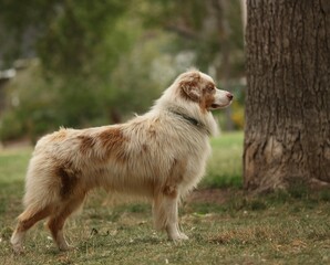 Australian Shepard 