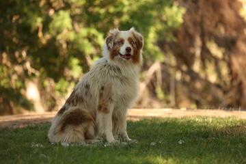 red merle australian shepard