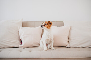 adorable jack russell dog sitting on sofa at home during daytime