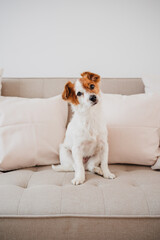 lovely jack russell dog sitting on sofa at home during daytime - 552168730