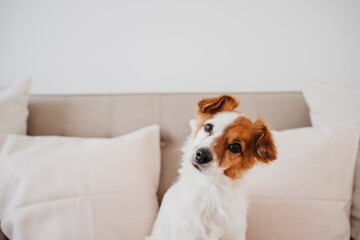 close up of cute jack russell dog sitting on sofa at home during daytime
