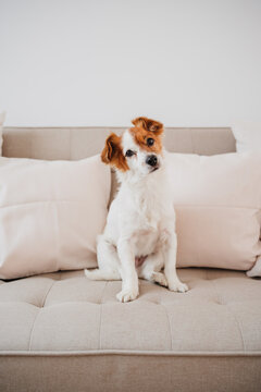 lovely jack russell dog sitting on sofa at home during daytime