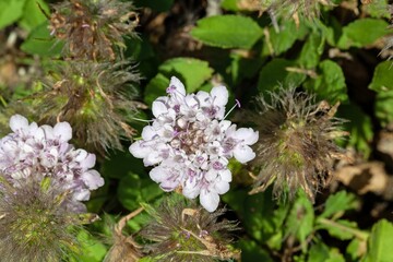 Flower of the herb Pterocephalus perennis