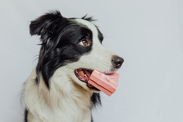 Obraz na płótnie Canvas Puppy dog border collie holding pink gift box in mouth isolated on white background. Christmas New Year Birthday Valentine celebration present concept. Pet dog on holiday day gives gift. I'm sorry