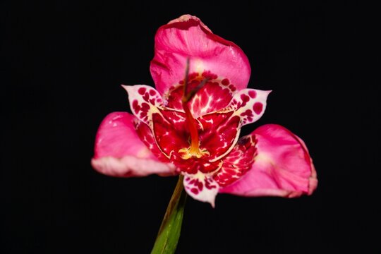 Flower of a tiger iris, Tigridia pavonia
