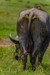 African National Park: Cape Buffalo portrait